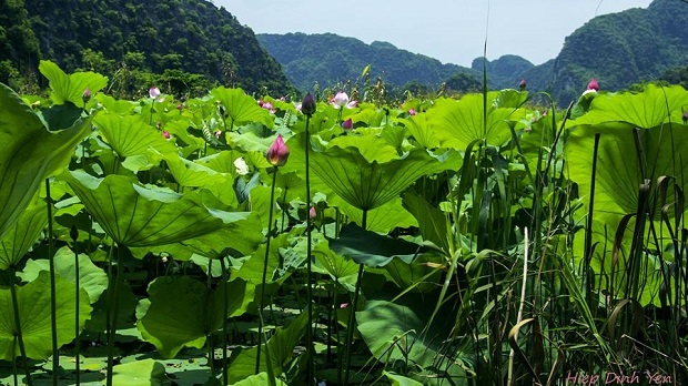 Bich Dong en saison de floraison du lotus