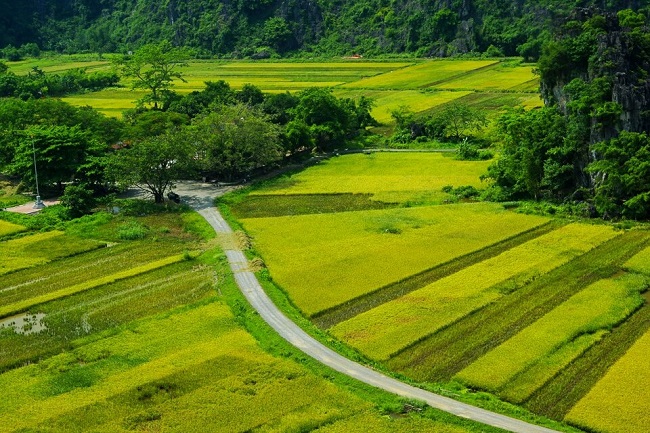 La rivière Ngo Dong au milieu des rizières à Tam Coc