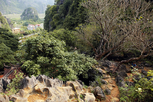 Les vieux arbres ornent le paysage de la pagode Thuong