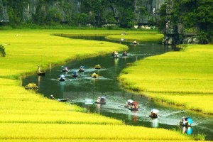 Le riz fleurit en jaunissant à Trang An