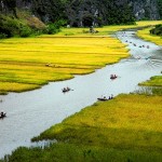 Promenade en barque à travers des champs de riz dorés à Tam Coc