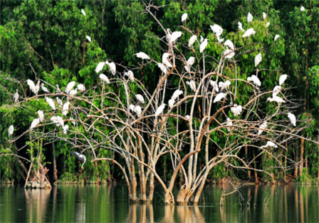 Jardin aux oiseaux de Thung Nham Ninh Binh5