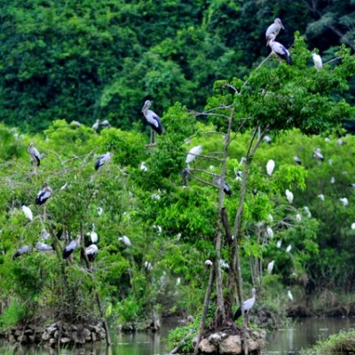 Les oiseaux à Thung Chim