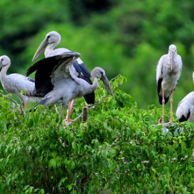 Les oiseaux à Thung Chim