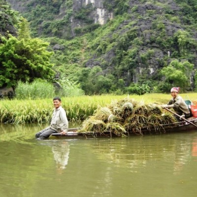 Transport du riz en barque après la récolte du riz à Tam Coc