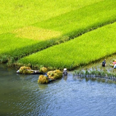 La récolte du riz à Tam Coc en Mai