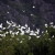 Marais de Van Long à la saison les cigognes font leur nid