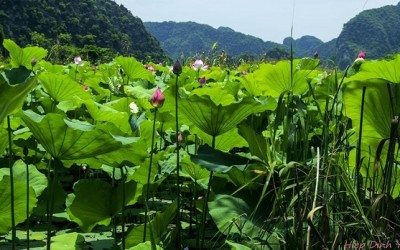 Bich Dong en saison de floraison du lotus