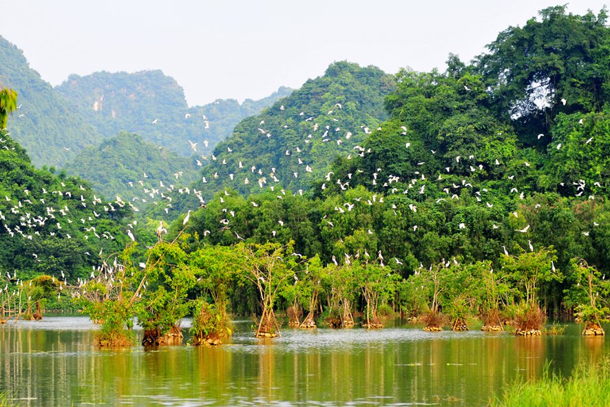 Le vaste jardin d’oiseaux de Thung Nham est un des must de l'excursion Ninh Binh